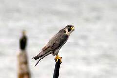 09/19 �n���u�T�@Photo:�͌��@�_�l��