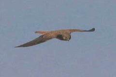 09/25 �`���E�Q���{�E