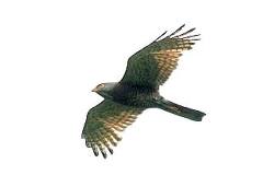 09/27 �T�V�o�͑����ɂ͒Ⴍ��Ԃ��Ƃ�