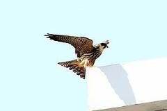 10/18 �W�]��Ƀ`�S�n���u�T�����܂�܂���