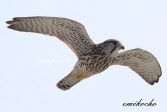 09/21 �߂��Ɋ���Ă����`���E�Q���{�E