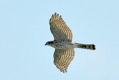 09/26 �c�~�c���@Studio Duck