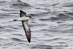 10/01 �I�I�~�Y�i�M�h���@�W�]�䂩��B�e