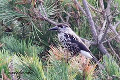 10/08 �z�V�K���X������܂�����