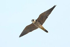 10/15 �`�S�n���u�T�@���ʘa�v