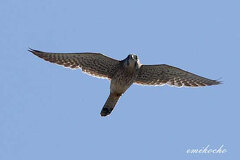 09/22 �`���E�Q���{�E