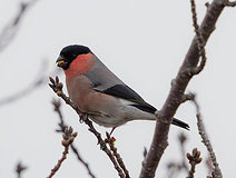 03/07 �T�N���̉�_���̃A�J�E�\