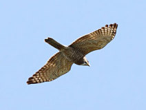 04/04 �T�V�o�`��(����)