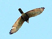 04/11 ����ʉ߂���T�V�o�i�_�J�j�@