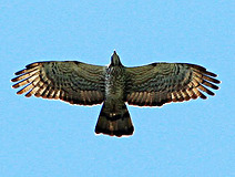 05/12 ����ʉ߂���n�`�N�}�i�_�J�j