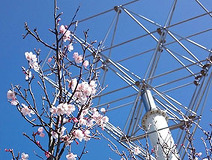 03/22 ���j�������g���̎Ⴂ�؂͖��J(���XN)